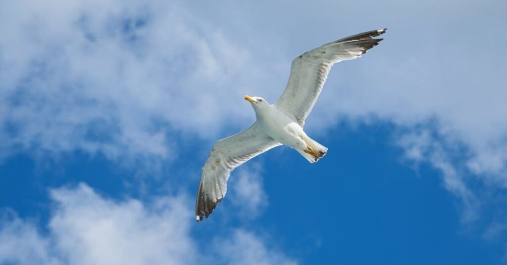 Breaking Free Free as the bird e1746986388697